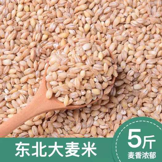 临沂东北大麦米新米农家自种粗粮糙米饭五谷杂粮脱皮大麦仁米5斤