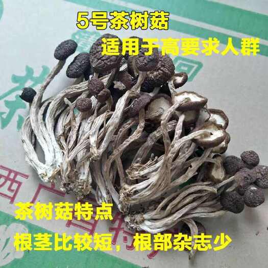 广昌县江西广昌5号茶树菇6-10公分长菇帽圆润厚实杆鲜脆