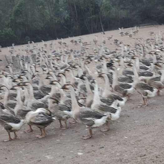 雷州市一手鹅的货源