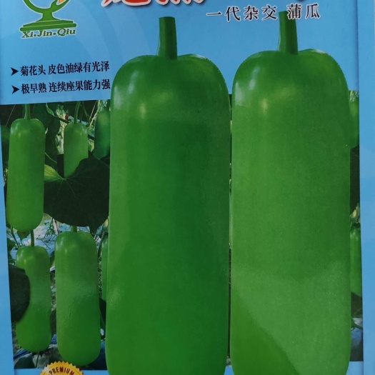南宁龙蒲一号 早熟 皮色油绿 肉质嫩甜 采收期长