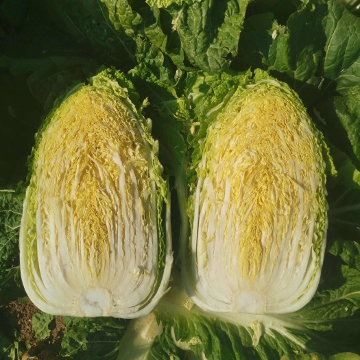黄心大白菜 黄心白菜，玲珑黄，秋宝，青杂三号，产地直发，一手