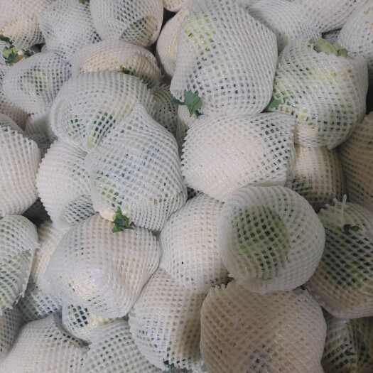 临洮县白花菜花