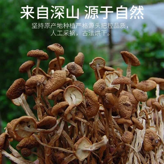 广昌县广昌3号茶树菇   广昌茶树菇2023新菇 细条小帽 基地直