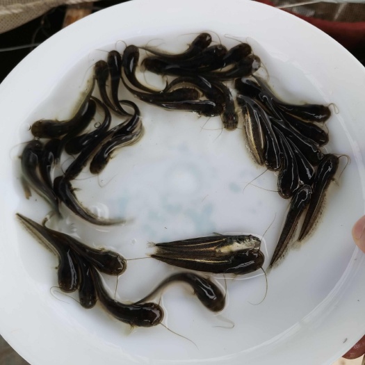 南宁大口鲶鱼苗