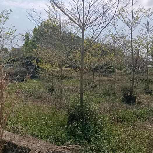 惠东县细叶榄仁假植苗，11—12分，数量1400棵