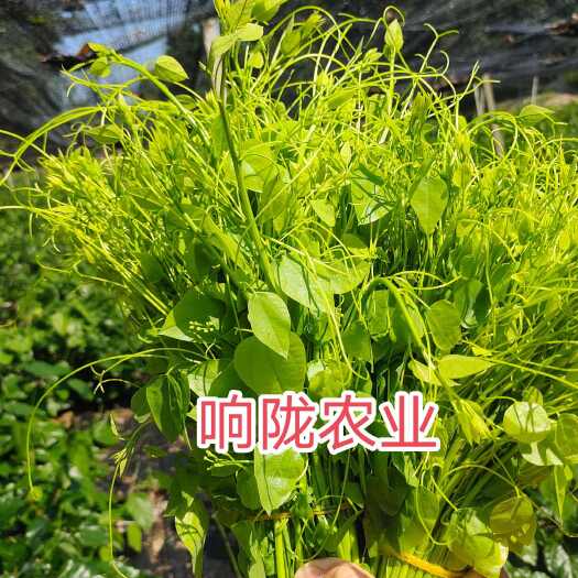 龙州县赤苍藤苗