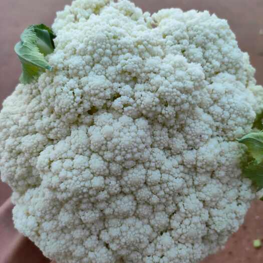 泸西县露天花菜，花白菜好