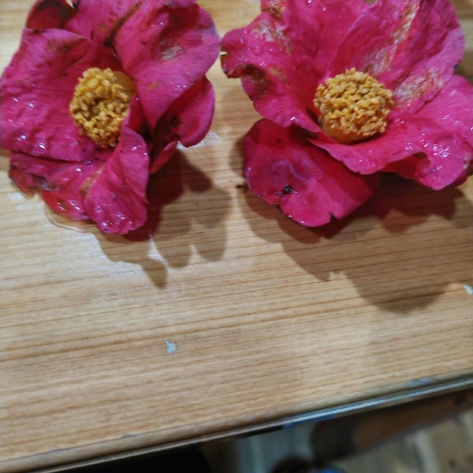  山茶花