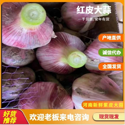杞县大蒜，新鲜紫皮大蒜，一手货源，质优价廉。