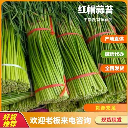 通许县优质红帽蒜苔  ，质量好价格低，！欢迎来撩