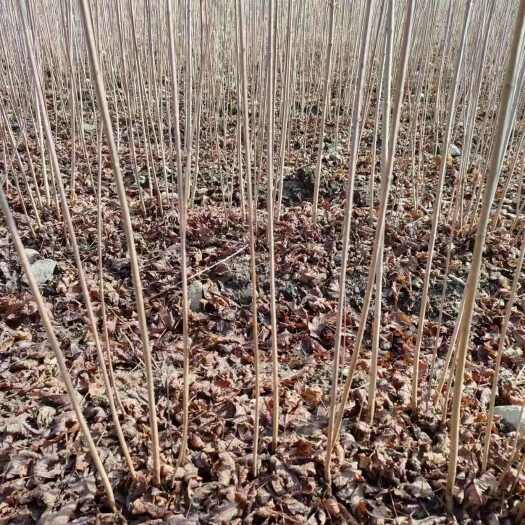 茶条槭（三角枫）变色风景树 辽宁铁岭地区发货 种植好成活