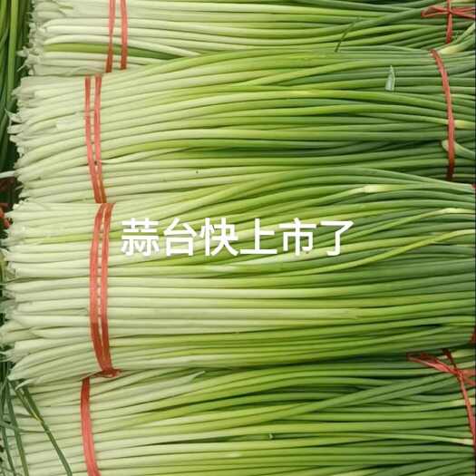 亳州白帽蒜苔