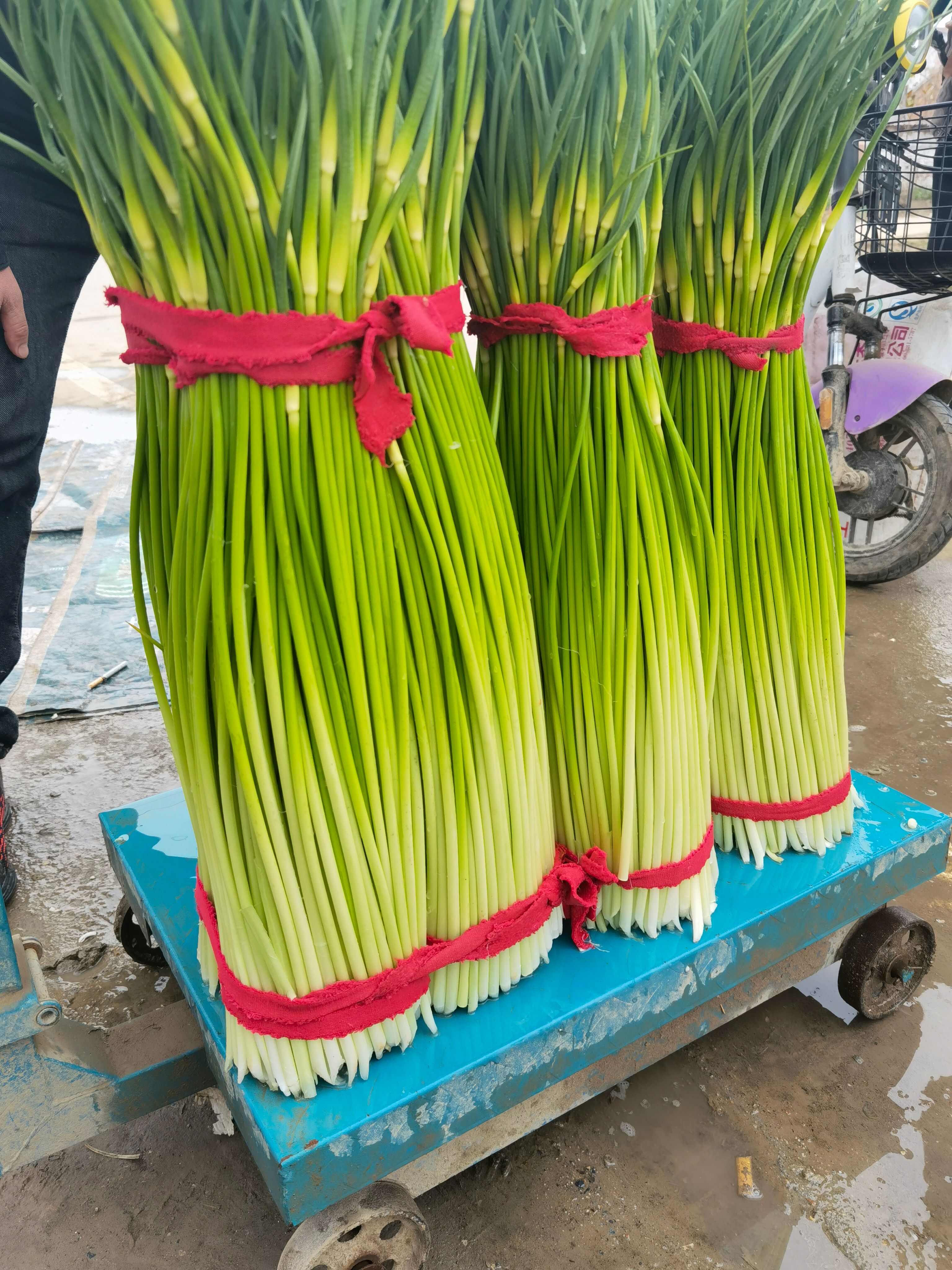 白帽蒜苔，紅帽蒜薹，長苔，短苔都已經(jīng)大量上市了，大量供應(yīng)中。