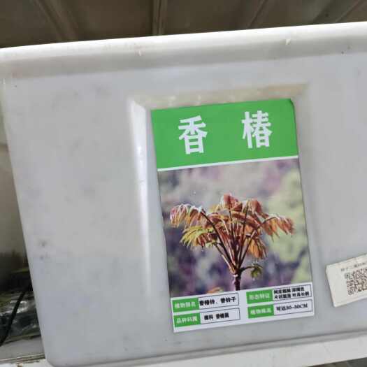 红香椿种子去翅净籽速生芽苗菜香椿树种子春秋可种植