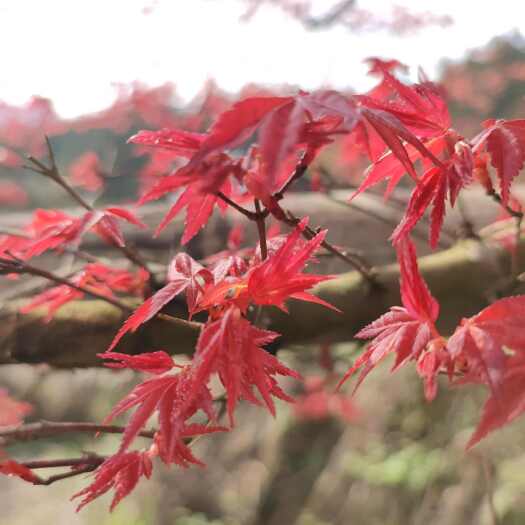 灌阳县直径10-20风景树八角红枫树还有几棵1000块钱一棵