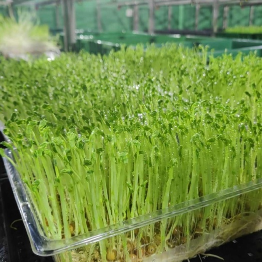 水培有机豌豆苗