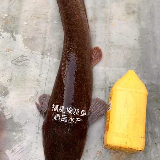 南宁埃及塘虱鱼苗大种鲶鱼苗福建埃及鱼苗鱼场直销品种优良