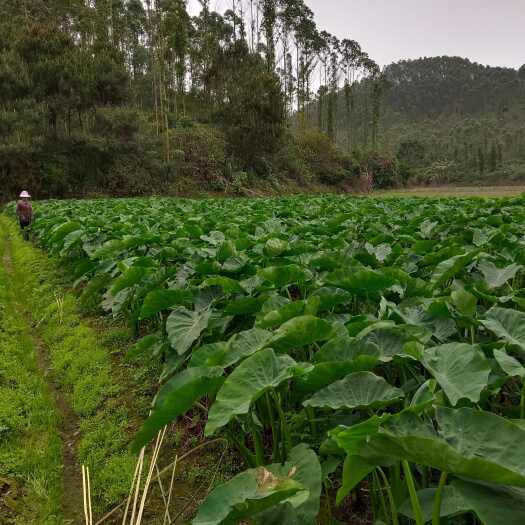 灵山县鲜芋梗
