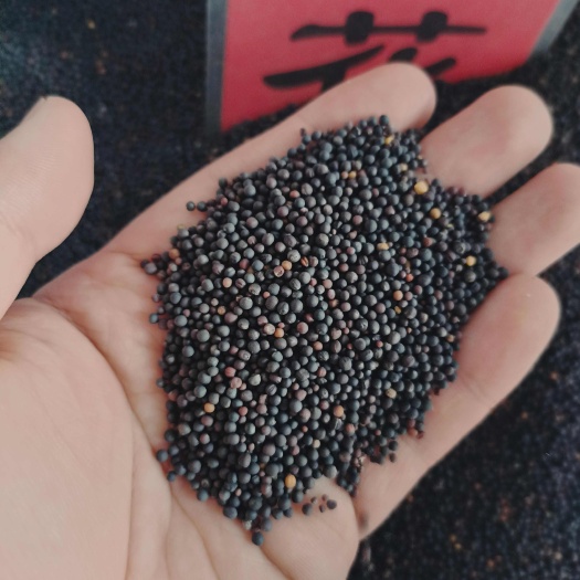油菜花种子油菜籽辽宁观赏花海花卉