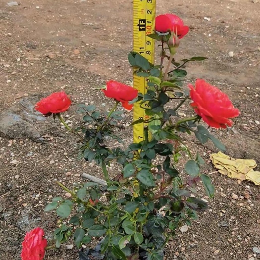 精品月季/丰花月季基地自产自销