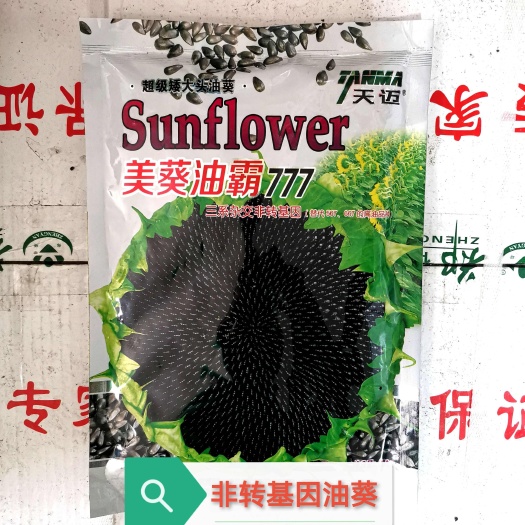 夏邑县早熟油葵种子三系杂交矮大头油葵种子抗倒伏抗病出油率高