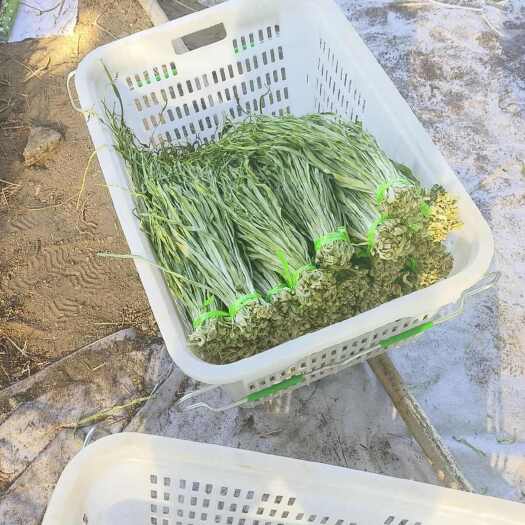 大理市贡菜