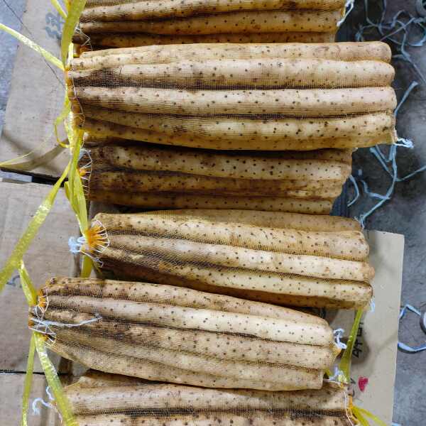 小白嘴山药，铁棍山药