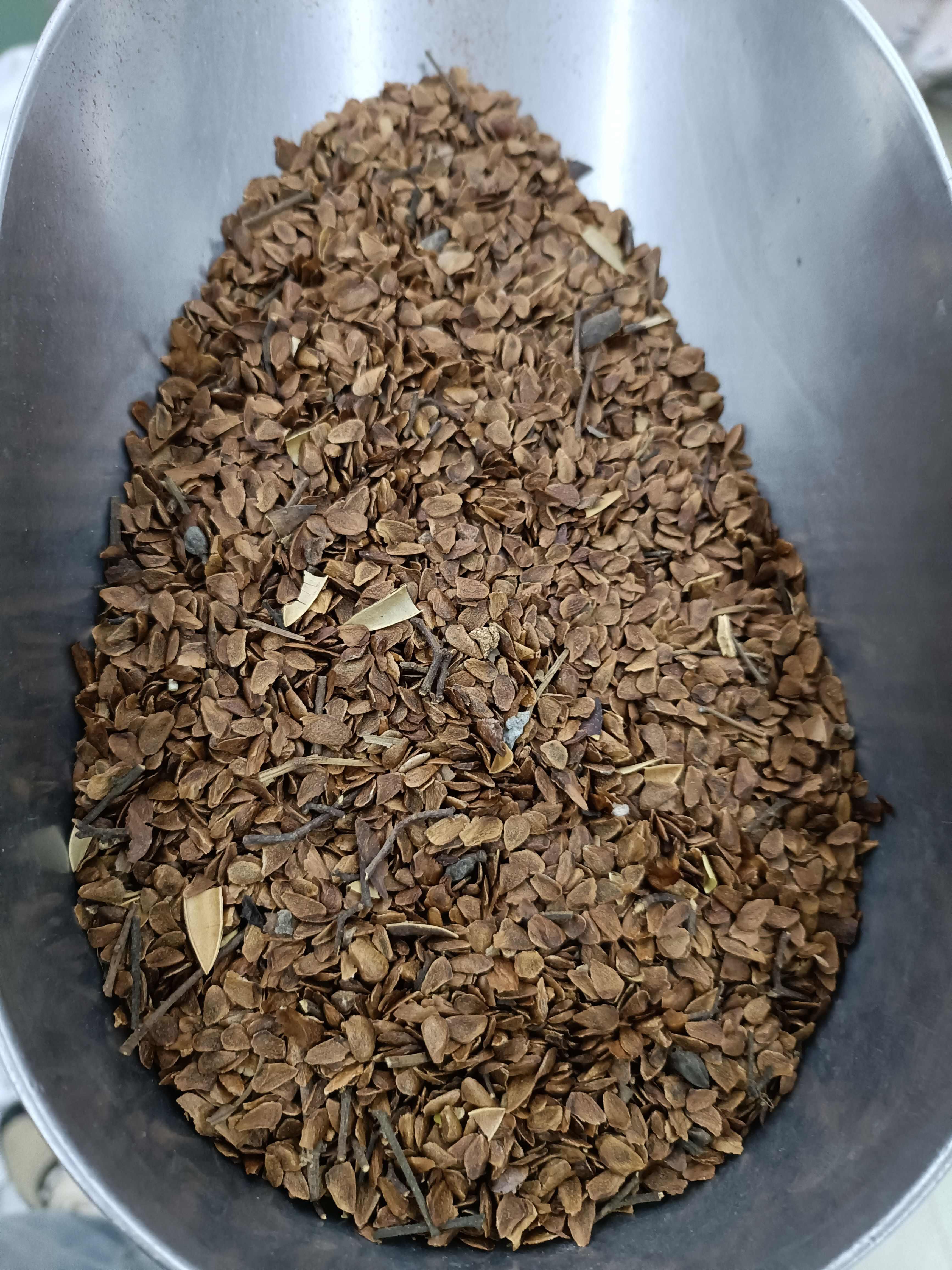 红香椿种子去翅净籽速生芽苗菜香椿树种子春秋可种植