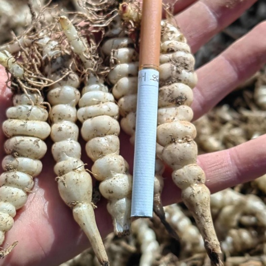 螺丝菜种子全国供应配送，有需要的老板电联