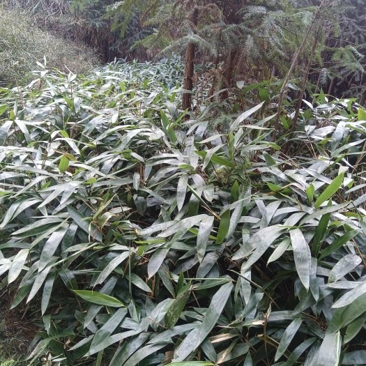  阔叶箬竹