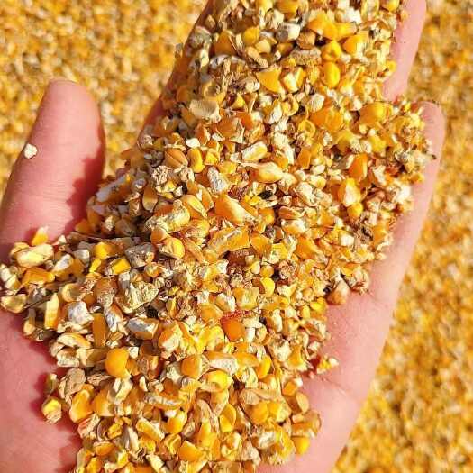 南陵县碎玉米，玉米碎，干玉米，玉米粒