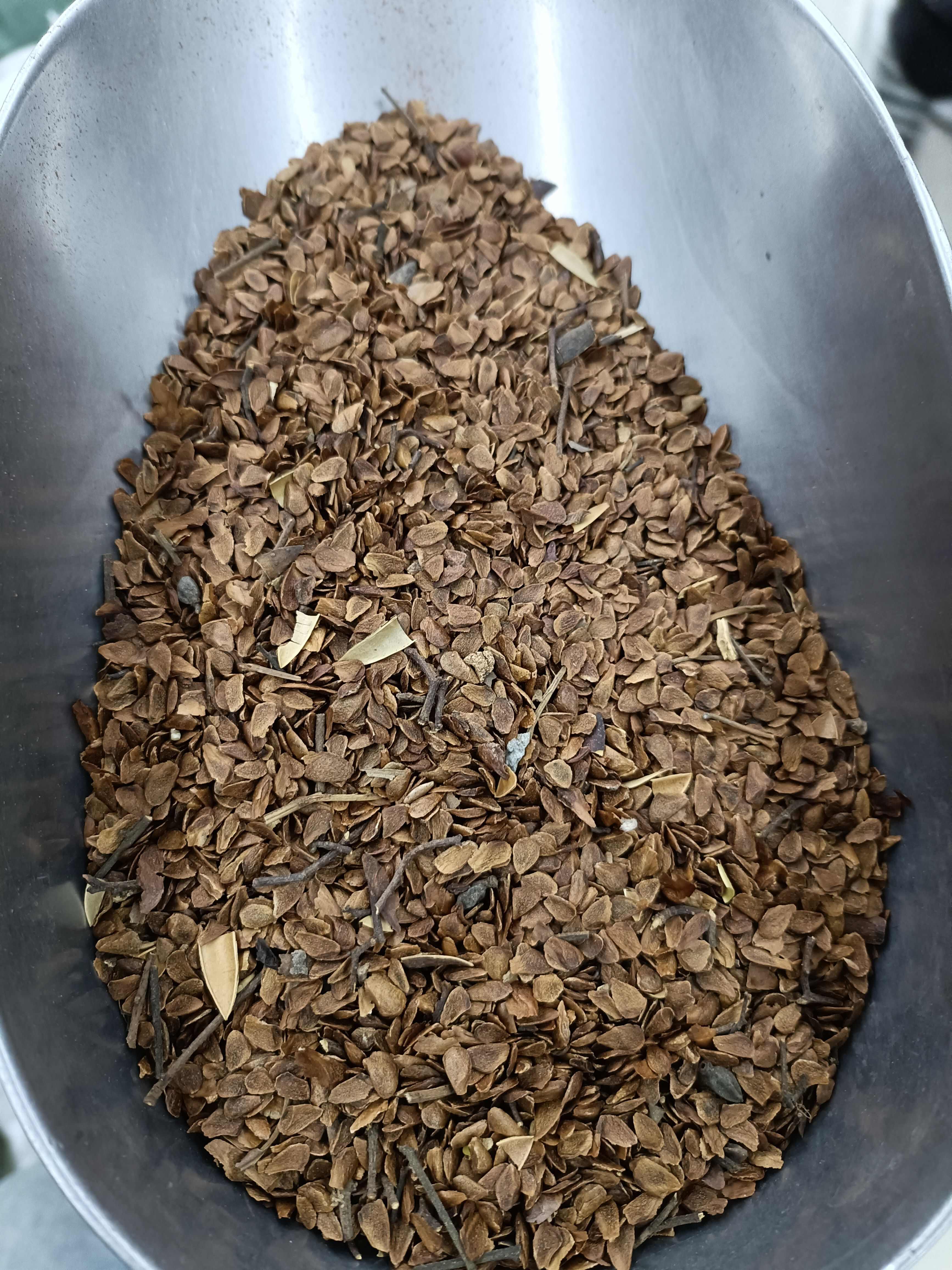 红香椿种子去翅净籽速生芽苗菜香椿树种子春秋可种植