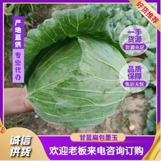开封包菜，平包墨玉包菜，大量供应质量好价格低，一手货源