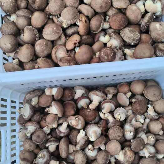 泾源县香菇即将大量上市品质好有需要的老板联系基地发货一手货源。