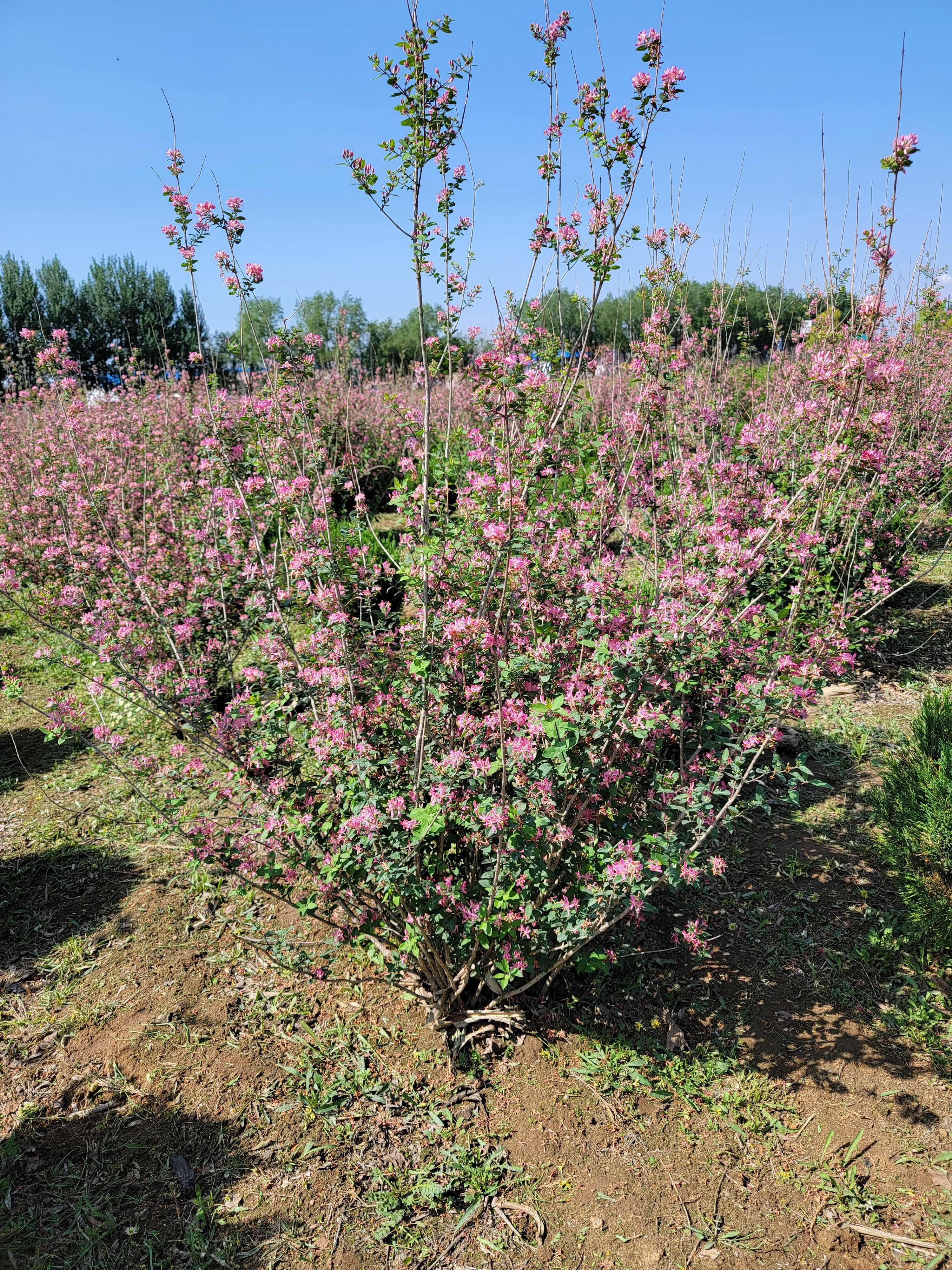 藍葉忍冬 兩季花期 花落掛紅果 庭院綠植 全國可種植