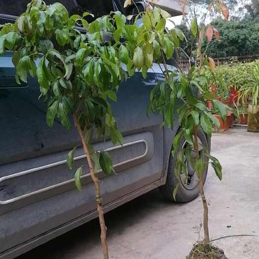  仙进奉荔枝苗