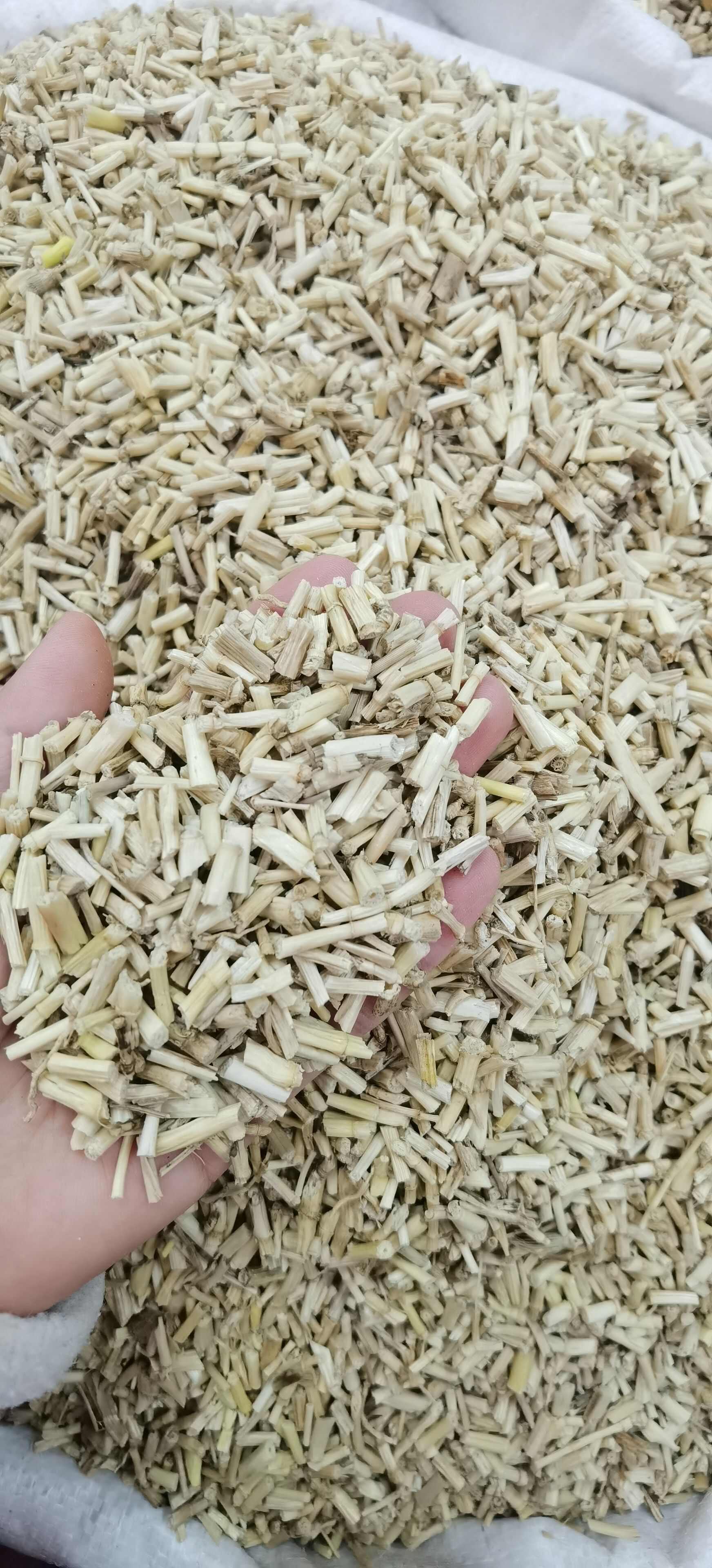 白茅根 产地直销白茅根 批发新货白茅根 规格齐全 量大从优