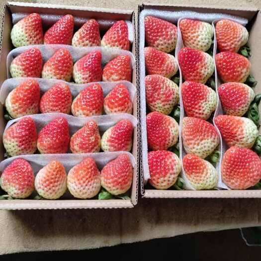 云南四季草莓，长期供货