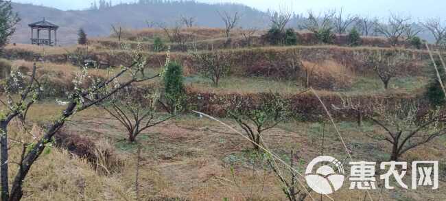 已种植了8年的蜂糖李果树，目前已经进入盛挂果状态，共1万余株