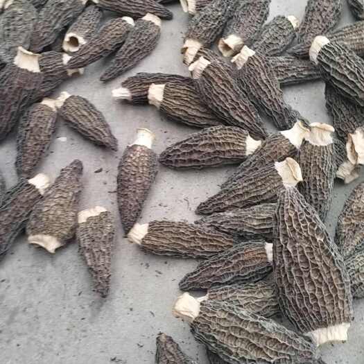 围场县羊肚菌
