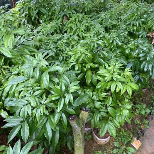 灵山县桂味荔枝苗
