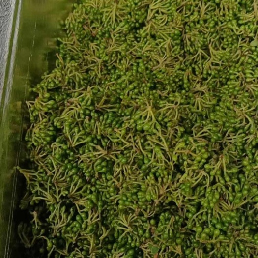三江县山胡椒（木姜子），产地广西三江。