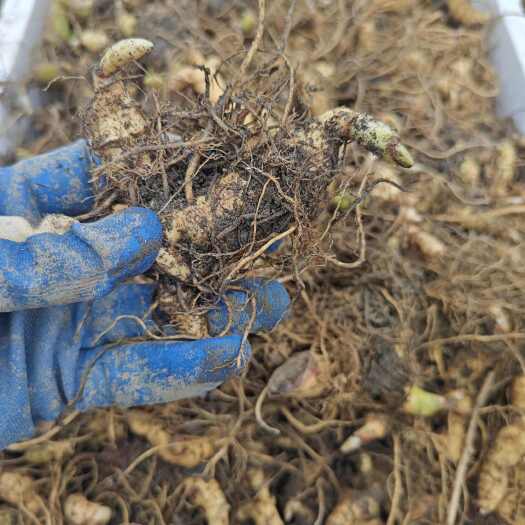 池州多花姜型黄精3苗露天训化块茎种苗大宽叶价低量大基地直育