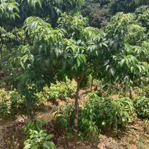 灵山县冰荔枝苗