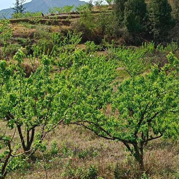 已种植了8年的蜂糖李果树，目前已经进入盛挂果状态，共1万余株