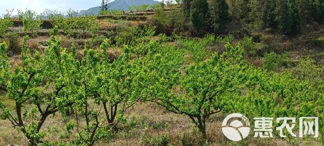 已种植了8年的蜂糖李果树，目前已经进入盛挂果状态，共1万余株