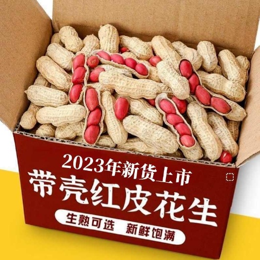 长春新红皮花生带壳生米四粒红衣花生种子籽新鲜货晒干种晒干种子