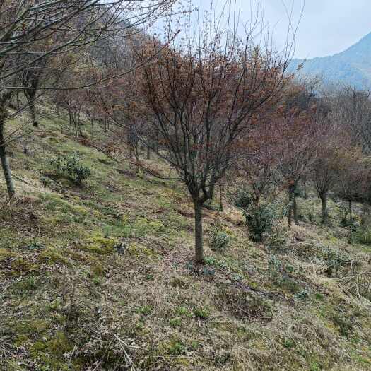 余姚市鸡爪槭12公分