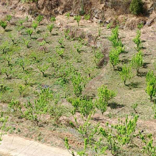 已种植了8年的蜂糖李果树，目前已经进入盛挂果状态，共1万余株