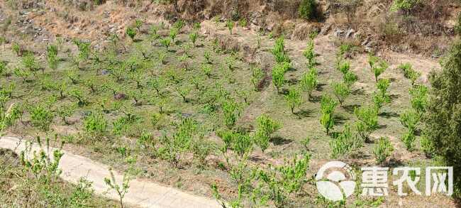 已种植了8年的蜂糖李果树，目前已经进入盛挂果状态，共1万余株